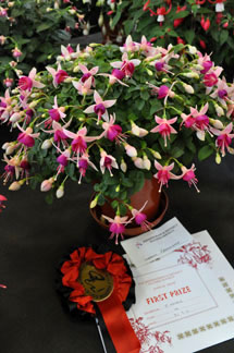 fuchsia 12
