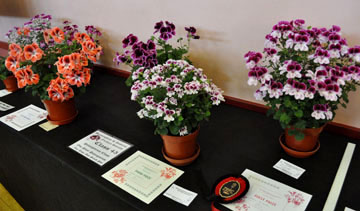 fuchsia show 17