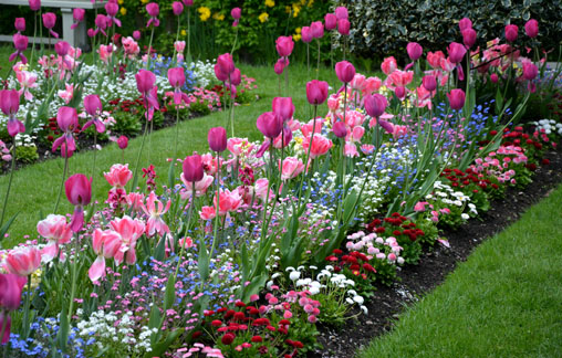 Tulips