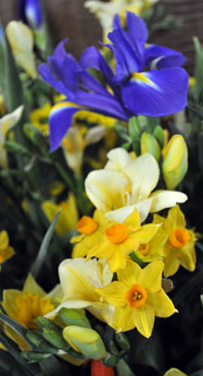 Sring Flowers